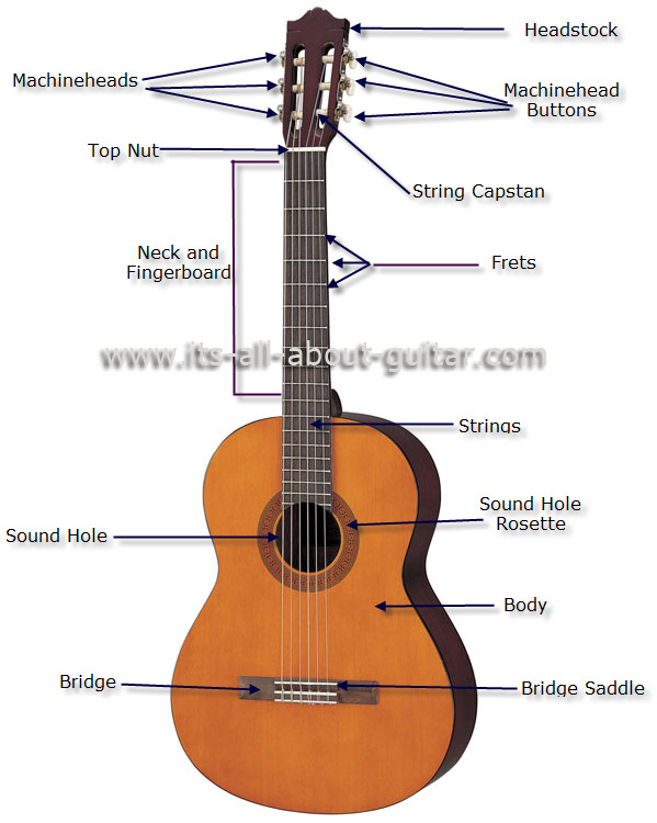 Diagram of a Nylon String Guitar